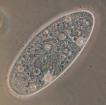 Lebende Bakterien aus der Saurier-Zeit - Forscher finden 86 Millionen Jahre alte Zellen