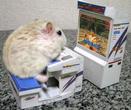 Der Virtua Fighter-Hamster Der Virtua Fighter-Hamster