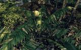 Screenshot zu Crysis Warhead - 2008/09/Warhead_03.jpg