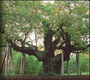 Major Oak: Hier haben sich angeblich immer Robin und seine Männer versammelt.