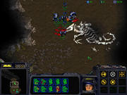 Starcraft