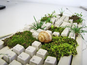 Kommt nur bei Klickern vor: Moos auf der Tastatur