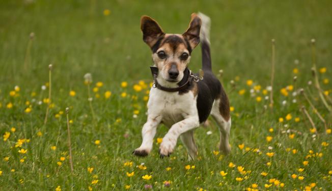 Hunde verstehen die Blicke ihrer Besitzer. Das fanden ungarische Wissenschaftler in einer Studie heraus. (3)