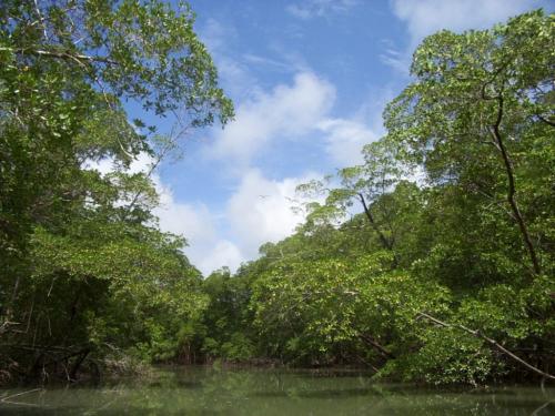 Der Regenwald (hier ein Bild aus Südamerika) wurde bereits vor rund 3000 Jahren von Menschen abgeholzt.