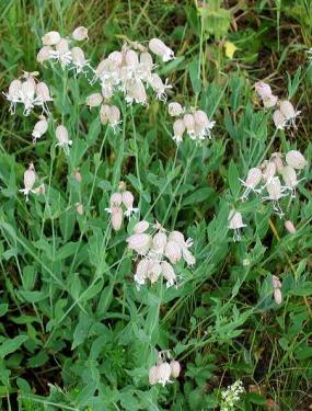 Heutiges Leimkraut (Silene vulgaris) ähnelt dem 38.000 Jahre alten Leimkraut aus dem sibirischen Permafrost.