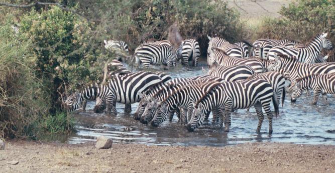 Haben einen eingebauten Insektenschutz: Zebras.