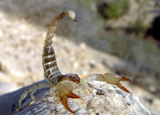 Ein Skorpion in Drohhaltung. Während dieses Exemplar Augen und Farbgebung besitzt, ist die neu entdeckte Art leichenblass und kommt ohne Sehorgan daher.