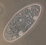 Lebende Bakterien aus der Saurier-Zeit - Forscher finden 86 Millionen Jahre alte Zellen