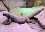 Mann mit 49 exotischen Reptilien im Gepäck - 