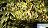 Crysis 2 Mods: MaldoHD-Entwickler plant realistischere Vegetation - jetzt sehenswerte Screenshots anschauen