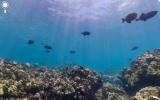 Sea View: Google Maps funktioniert nun auch unter Wasser