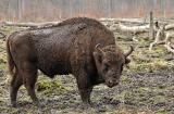Wisent: Rückkehr in einen deutschen Wald