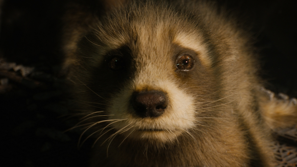 Guardians of the Galaxy 3 in der spoilerfreien Filmkritik: Die Leiden des jungen Waschbärs