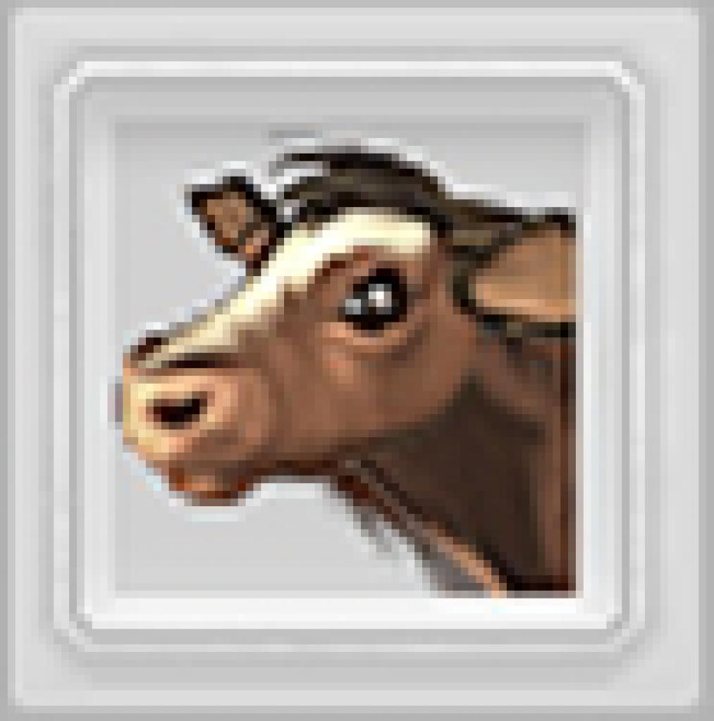 [12/06/2009] Rinder