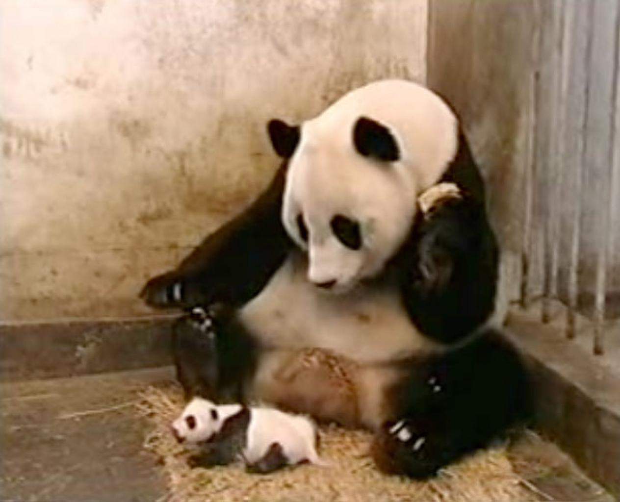 [03/09/2009] 2006: Sneezing Panda Baby. Eigentlich macht das niesende Panda-Baby nichts anderes als zu niesen. Einmal, ganz kurz, zur Überraschung seiner Mutter. Das findet jeder süß. Jeder.
