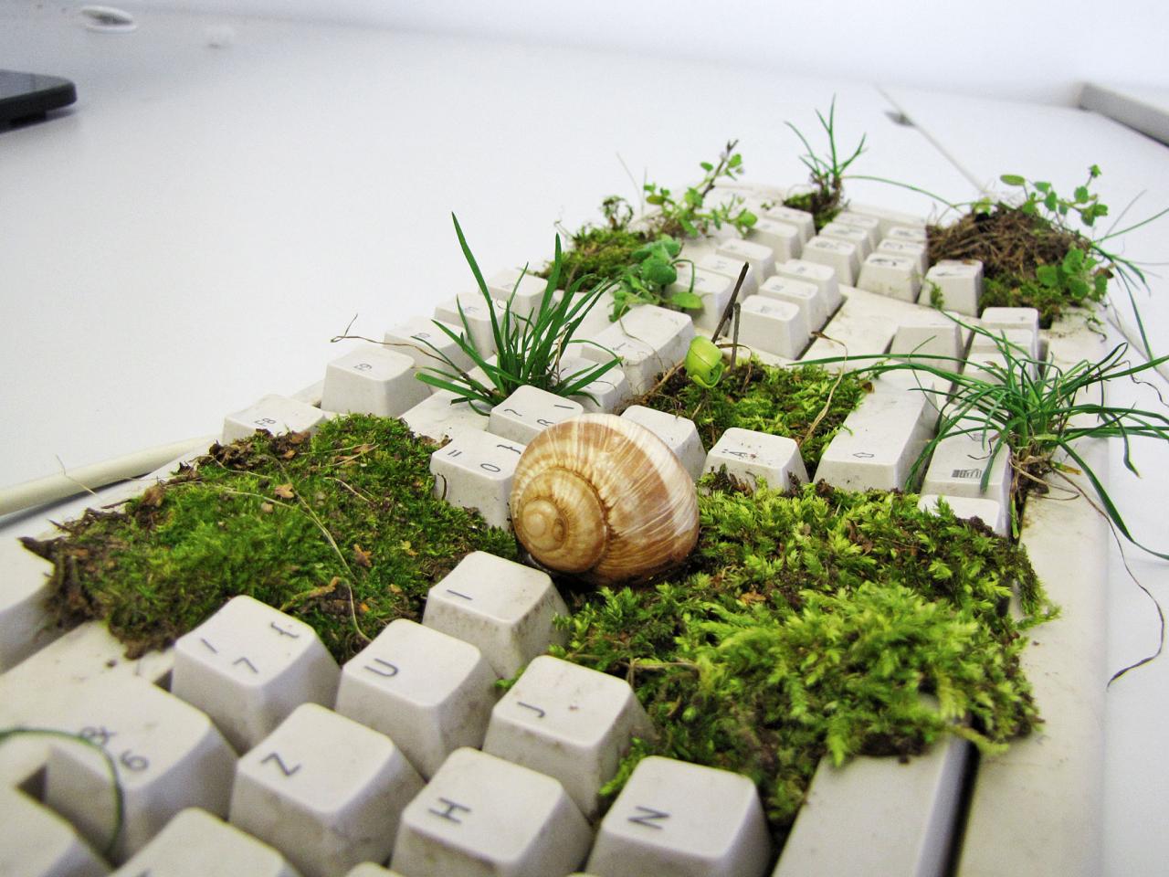 [22/04/2010] Kommt nur bei Klickern vor: Moos auf der Tastatur
