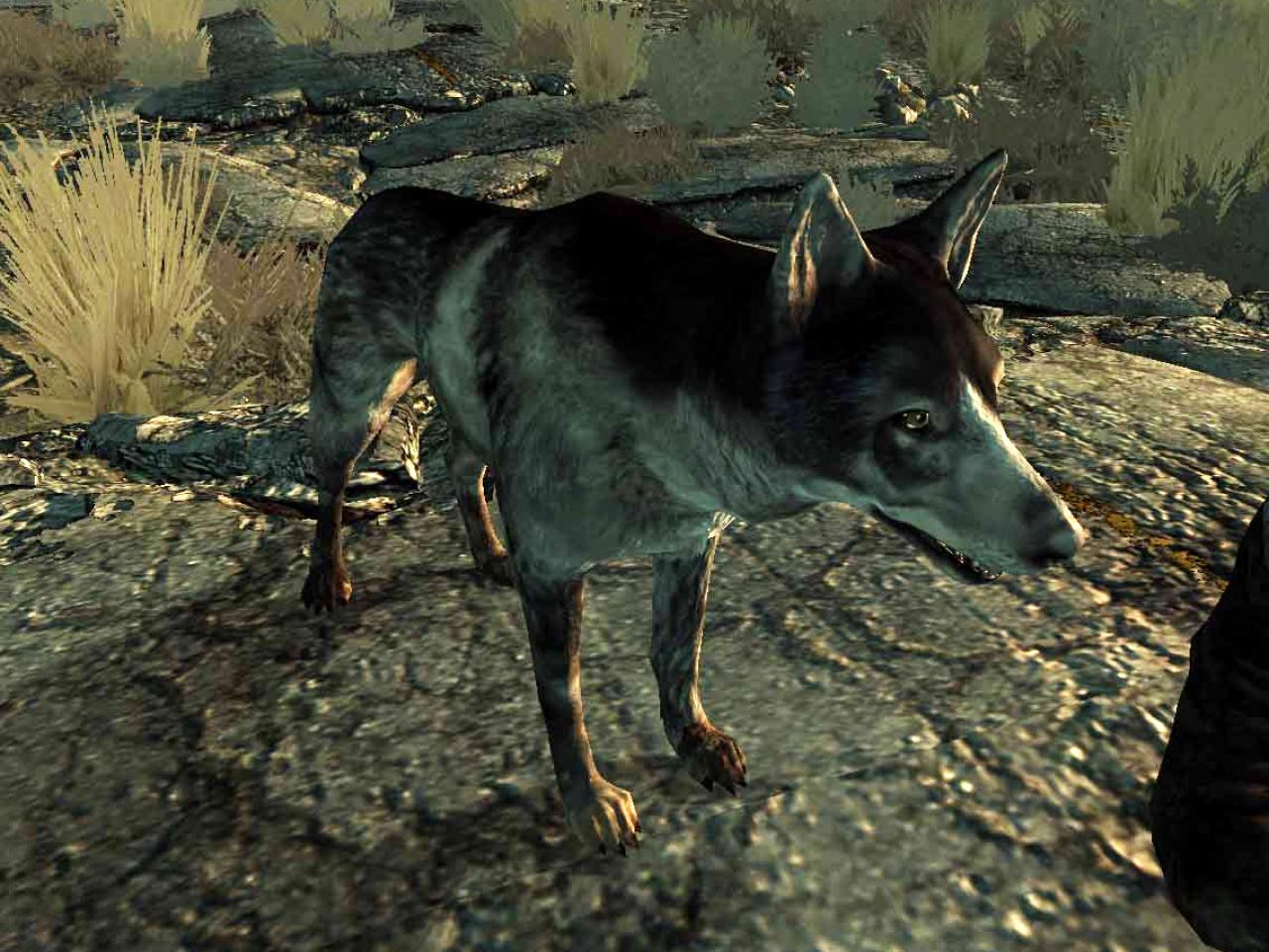[30/08/2013] Dogmeat ist ein möglicher Begleiter in Fallout 1 bis 3. Sein Vorbesitzer wurde von Raidern getötet, was zwar traurig für den Vierbeiner, aber praktisch für den Spieler ist. Dogmeat kann nämlich weit mehr, als Stöckchen holen. Auf Befehl sucht er für euch nach Munition, Essen, Waffen oder Medikamenten. Zudem kann er verschlossene Türen wie auch Safes öffnen und das ganz ohne Daumen!