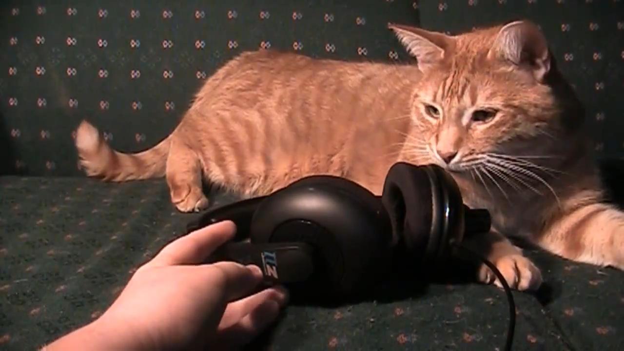 [05/08/2013] Das Headset missbrauchen - Anstatt das Headset zu Kommunikationszwecken zu nutzen, kommen viele Spieler auf die nervige Idee, lautstark Dubstep ins Mikrofon zu dröhnen, ihre peinlichen Gesangskünste zum Besten zu geben oder einfach nur Leute ziel- und zügellos zu beleidigen.