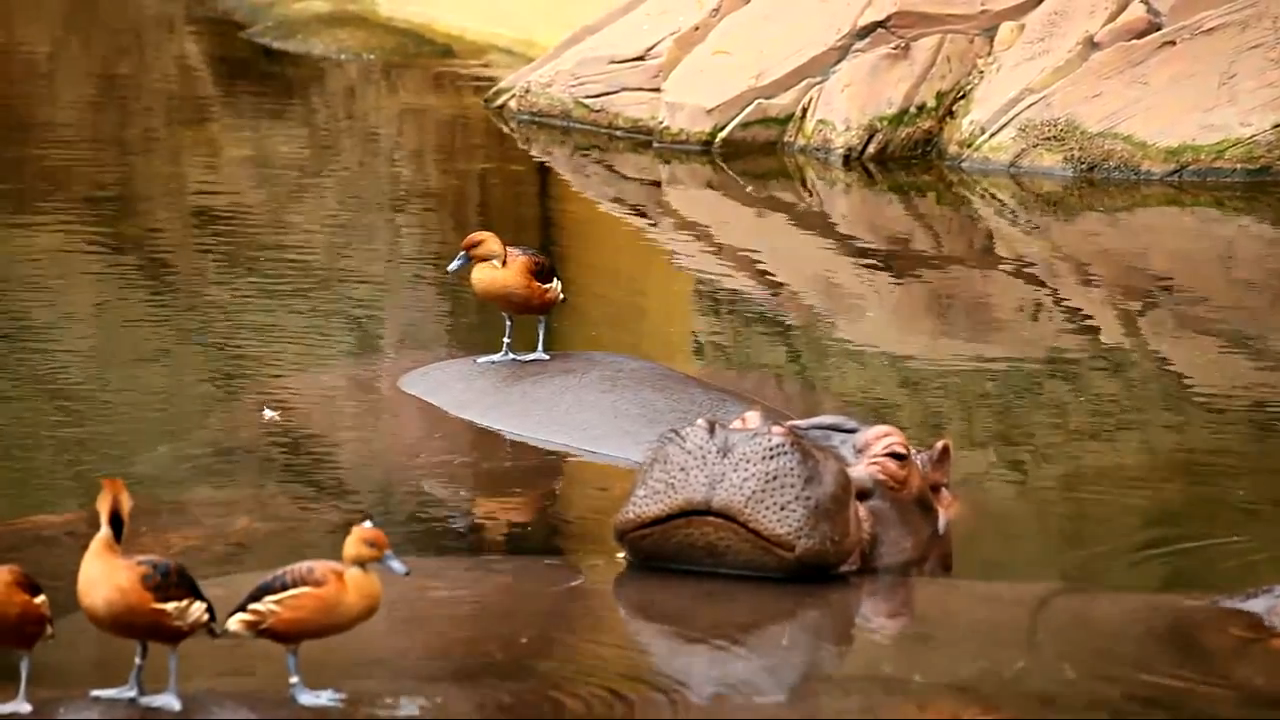 [14/08/2013] Den Kölner Zoo besuchen - Nur wenige Kilometer von der Messe entfernt und sogar zu Fuß zu erreichen, liegt der Kölner Zoo. Wollt ihr also ein wenig Abwechslung von dem Treiben auf der Messe, besucht doch einfach den drittältesten Zoo Deutschlands und erfreut euch an der Tierwelt.