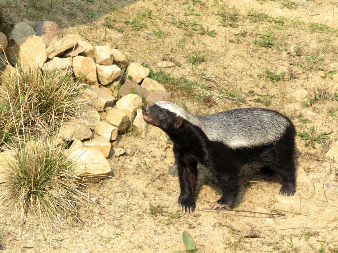 [22/11/2014] Honigdachs-Simulator - Für alle Unwissenden hier die Gratis-Info des Tages aus der Tierwelt: Honigdachse (engl. Honey Badgers) sind wahre Drecksviecher. Dreist, intelligent und aggressiv. Verbeißen sich auch gern mal in ausgewachsenen Nashörnern, wenn ihnen deren Gesicht nicht passt und fressen kleine Krokodile. Da kann der Goat Simulator einpacken.