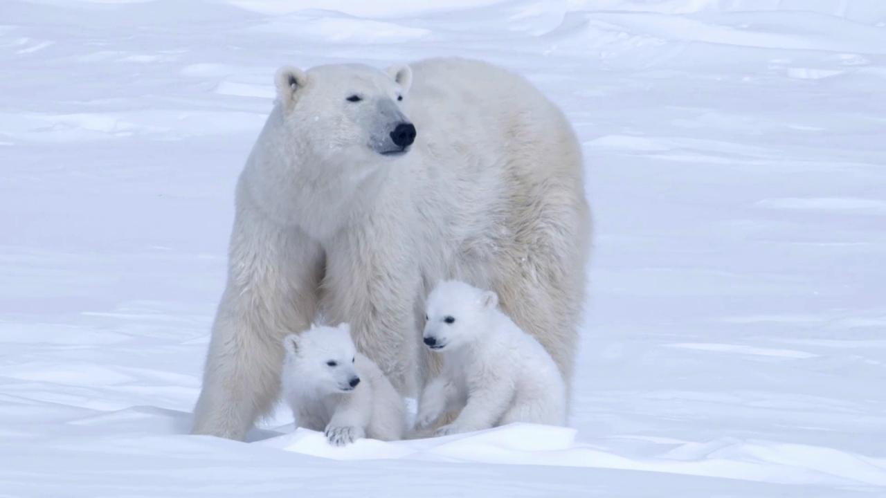 [04/12/2014] Die Dokumentation gibt auch einen kleinen Einblick in die wunderschöne, aber gefährdete Natur von Alaska.