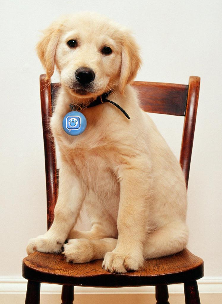 [02/12/2016] Puppy Tweets