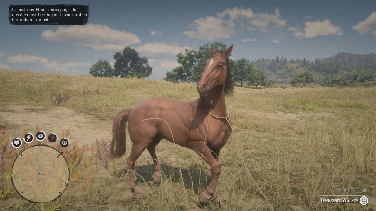 Ein Tennessee Walker wird mit dem Lasso gefangen.