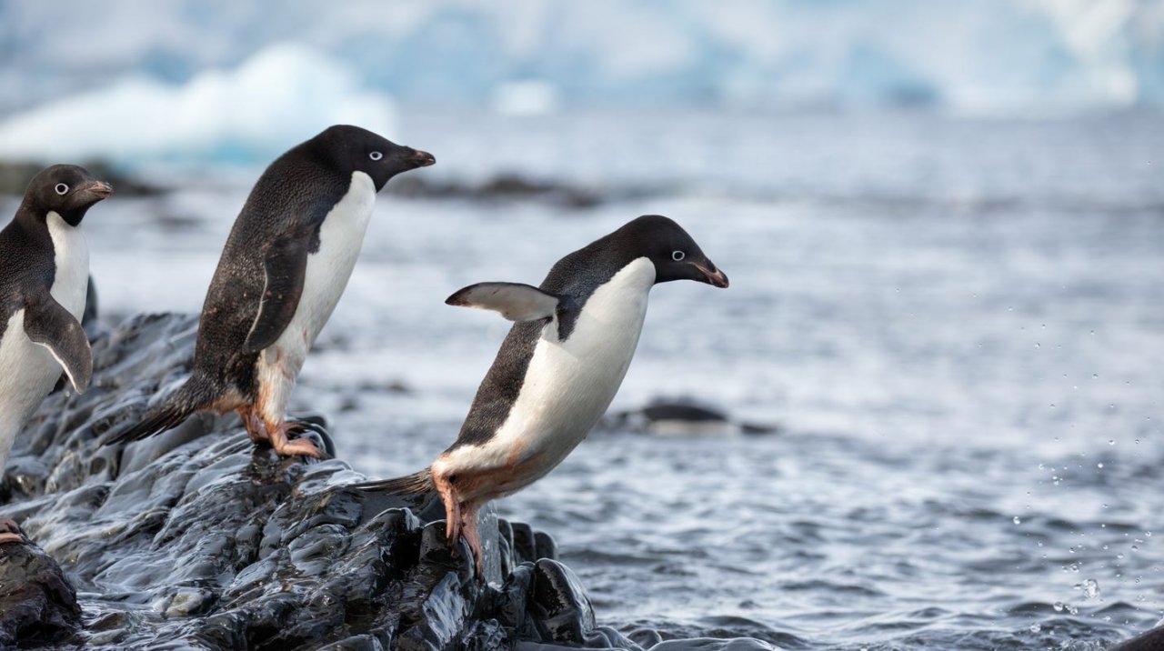 [09/04/2020] ... „Pinguine“ ... &nbsp;