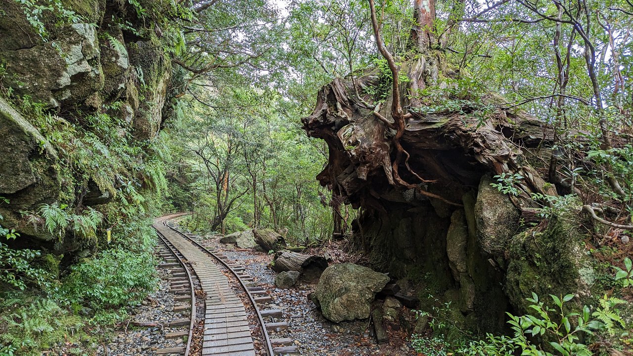 [28/04/2023] Die Natur auf Yakushima war wunderschön: Kein Wunder, dass der Animationsfilm Prinzessin Mononoke von den Wäldern der Insel inspiriert war.