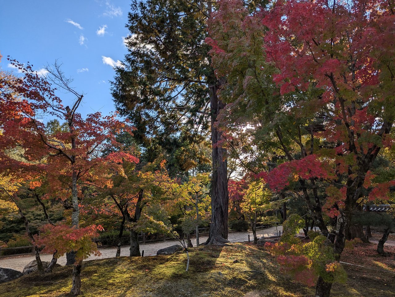 [09/01/2025] Herbst vs. Hanami: Die Kirschblütenzeit hat mit dem bunten Laub im November einen starken Konkurrenten.