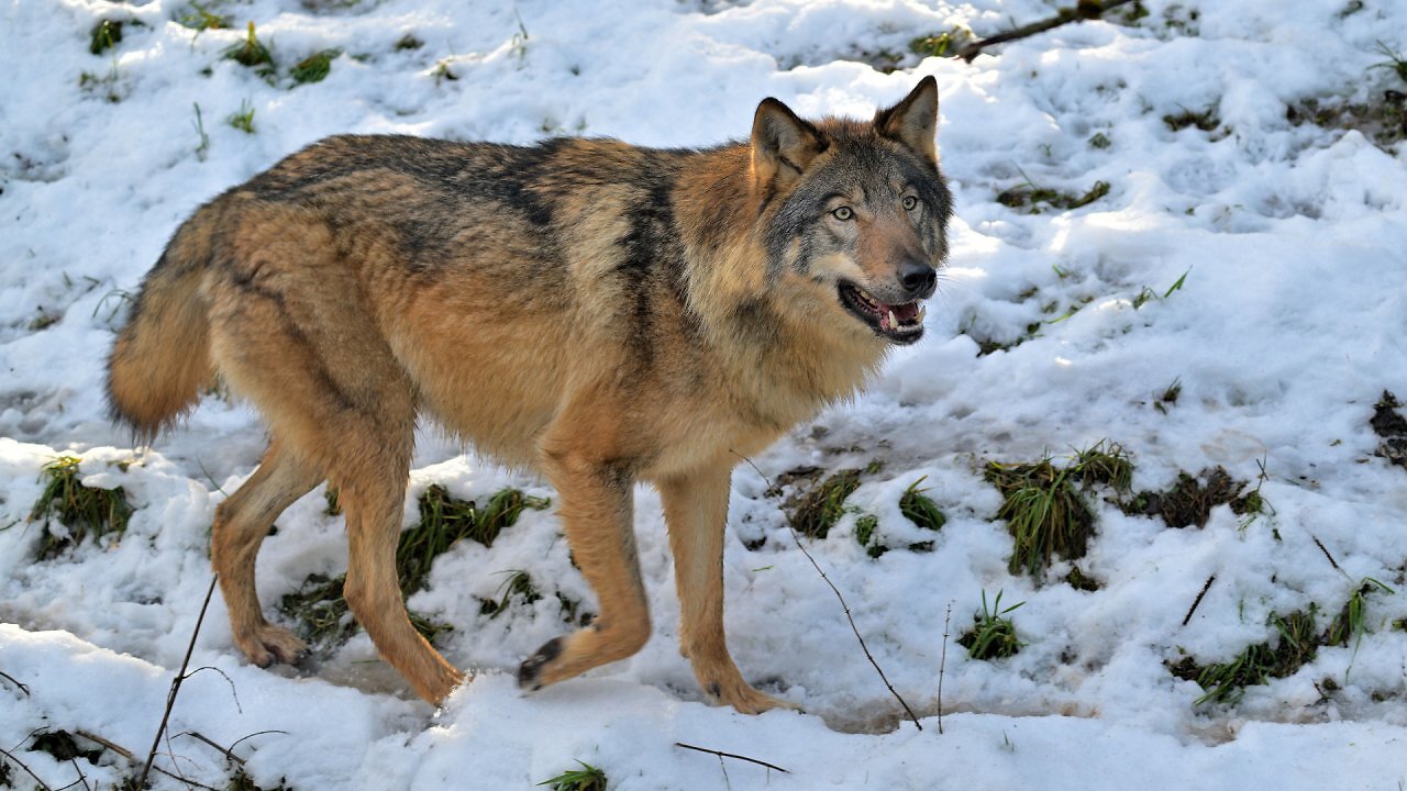 [13/10/2025] Das Gehege gibt es auch 30 Jahre später noch. Da kein Wolf so alt wird, haben wir hier einen Nachfahren der Gabriel-Knight-2-Tiere.&nbsp;