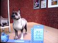 Screenshot zu Die Sims 2: Haustiere - 2006/07/1154328207014.jpg