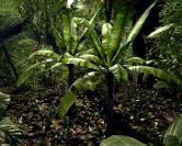 Crysis (Crytek) - Mapdownload: [url=http://crymod.com/filebase.php?fileid=1463]GDC 06-Jungle[/url] - Bilderquelle: [url=http://www.nvnews.net/]nvnews[/url]