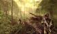 Crysis