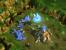 Screenshots aus Starcraft 2. (5)