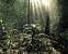 Crysis (Crytek) - Mapdownload: <a class="posRel pe-4" href="http://crymod.com/filebase.php?fileid=1463" target="_blank" rel="noopener " >GDC 06-Jungle<span class="icon extLinkIcon posAbs"></span></a> - Bilderquelle: <a class="posRel pe-4" href="http://www.nvnews.net/" target="_blank" rel="noopener " >nvnews<span class="icon extLinkIcon posAbs"></span></a>