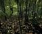 Crysis (Crytek) - Mapdownload: <a class="posRel pe-4" href="http://crymod.com/filebase.php?fileid=1463" target="_blank" rel="noopener " >GDC 06-Jungle<span class="icon extLinkIcon posAbs"></span></a> - Bilderquelle: <a class="posRel pe-4" href="http://www.nvnews.net/" target="_blank" rel="noopener " >nvnews<span class="icon extLinkIcon posAbs"></span></a>
