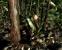 Crysis (Crytek) - Mapdownload: <a class="posRel pe-4" href="http://crymod.com/filebase.php?fileid=1463" target="_blank" rel="noopener " >GDC 06-Jungle<span class="icon extLinkIcon posAbs"></span></a> - Bilderquelle: <a class="posRel pe-4" href="http://www.nvnews.net/" target="_blank" rel="noopener " >nvnews<span class="icon extLinkIcon posAbs"></span></a>