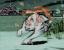 <strong>Okami</strong>, Wii / PS2[br]
Von der Presse gelobt (Metacritic-Score von über 90), von den Spielern getadelt: Okami sahnte von den Kritikern Bestnoten ein, blieb mit jedoch mit circa 600.000 verkauften Einheiten (Stand: März 2009) weit hinter den Erwartungen des Publishers Capcom zurück.