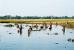 ... fallen in Bangladesh ganze Felder und Dörfer den Wassermassen zum Opfer.