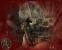 Call of Duty 5 im Test (1)
