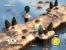Flock!-Screenshot