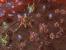 Starcraft 2: Details zu Grafik, Gameplay, Features und Einzelspieler-Modus. (19)