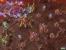 Starcraft 2: Details zu Grafik, Gameplay, Features und Einzelspieler-Modus. (18)