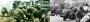 Identische Szene: Links sehen Sie einen sogenannten Target-Screenshot zu Operation Flashpoint 2 (Dragon Rising), rechts das Original-Foto, das höchstwahrscheinlich aus dem Vietnamkrieg stammt. 