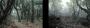 Der Edelshooter Crysis sorgte bereits im Vorfeld seiner Veröffentlichung mit diesen Bildervergleichen für offene Münder. Auch hier kommt wieder Ihr geschultes Auge zum Einsatz. Auf welcher Seite wird wohl die CryEngine 2 gezeigt? (6)