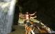 Serious Sam HD (6)