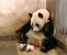 2006: Sneezing Panda Baby. Eigentlich macht das niesende Panda-Baby nichts anderes als zu niesen. Einmal, ganz kurz, zur Überraschung seiner Mutter. Das findet jeder süß. Jeder.