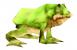 Baumfrosch