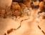 Cabal Online: Die Dungeons und die Gebiete - Tipps und Tricks (12)